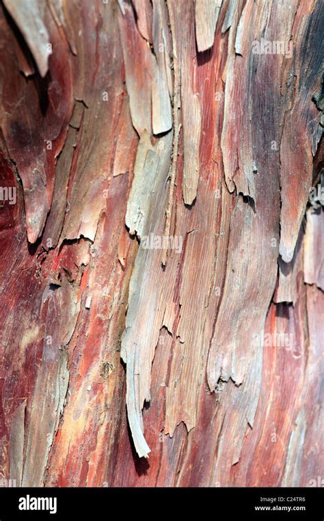 Redwood Tree Bark Hi Res Stock Photography And Images Alamy