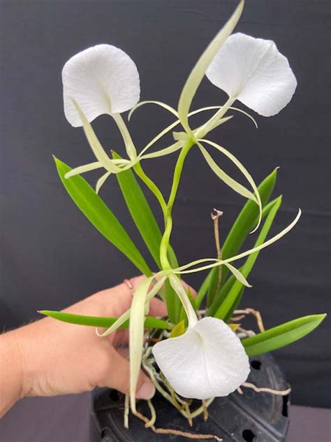 Brassavola Nodosa Lady Of The Night Orchid Email For Availability Gardino Nursery