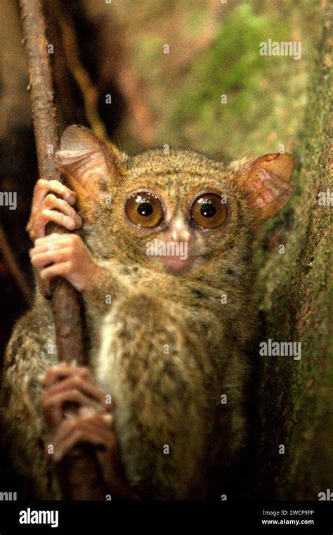 El Tarsier Espectral De Un Gursky Tarsius Spectrumgurskyae Es Visible