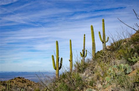 Saguaro National Park - Right Kind Of Lost