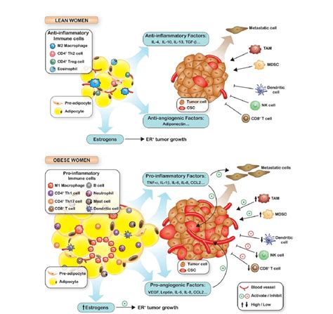 The Role Of Obesity In Tumorigenesis With Obesity Secreted Cytokines Download Scientific