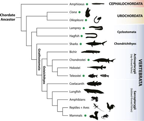 Phylum Chordata Phylogenetic Tree