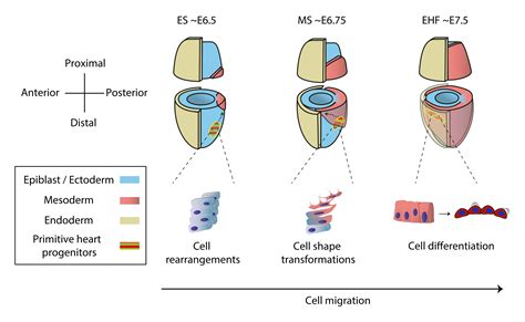 Mouse Gastrulation