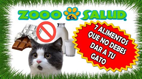 Alimentos Que No Debes Darle A Tu Gato Youtube