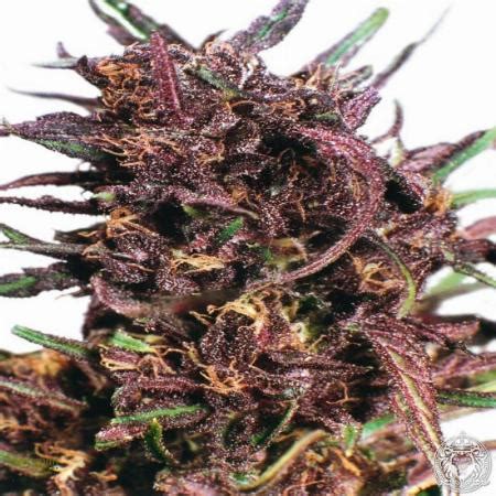 Purple Bud seeds for sale - 148 offers to buy Purple Bud seeds online