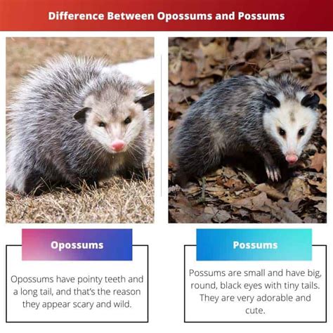 Opossums Vs Possums Verschil En Vergelijking