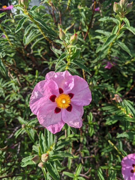 Rock Roses