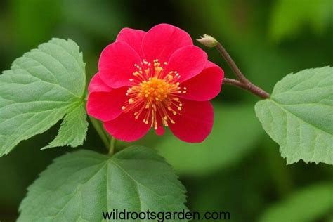 The Lowly And Edible Salmonberry Of The Pacific Northwest With Recipes