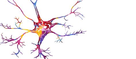 Sensory Neuron Motor And Interneuron Royalty Free Vector