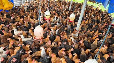 Mengenal Potensi Ternak Ayam Ulu Sebagai Sumber Pangan Unggulan