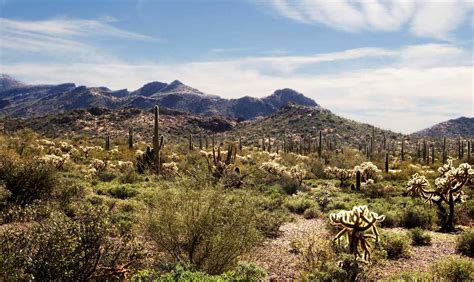 Organ Pipe Cactus National Monument