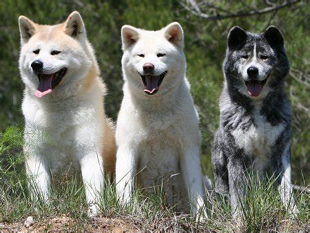 Raca De Cachorro Akita - Cachorro da Raça Akita - Fotos e Características