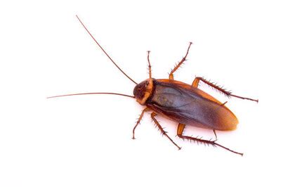 Cockroach Species | Auckland | Dan's Property Services Ltd