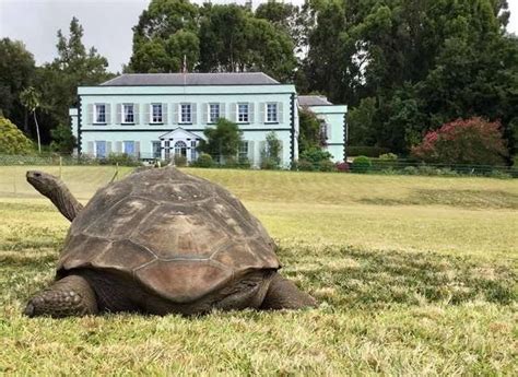 Jonathan La Tortuga M S Vieja Del Mundo Tiene A Os