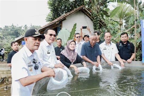 Sekda Ciamis Sebut Sfv Kampung Nila Kawali Merupakan Pilot Project Visi