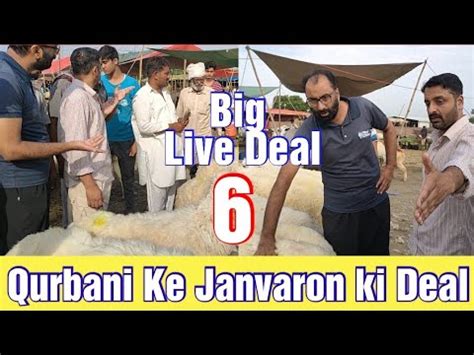 Qurbani Ke 6 Janvaron Ki Live Deal Soda Banaa Banaya Kharab Bevakuf