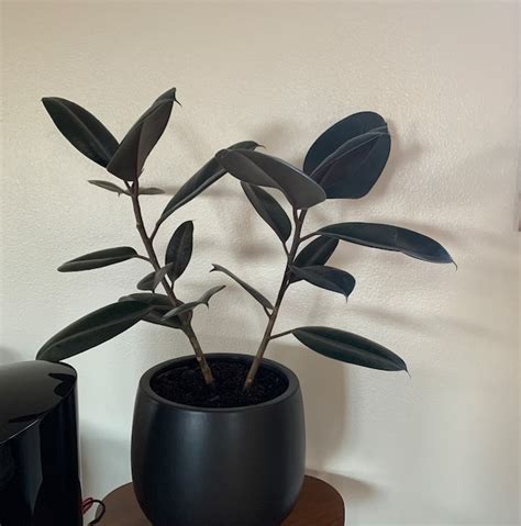 Ficus Rubber Tree Burgundy Tree Form Double Eureka Farms