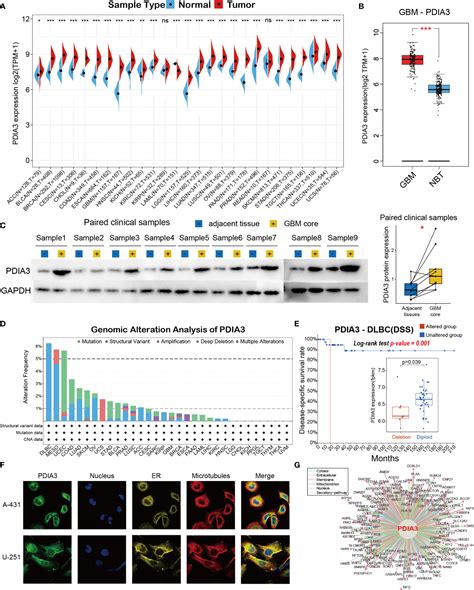 Frontiers Protein Disulfide Isomerase A3 Is A Robust Prognostic