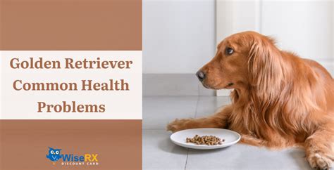 Top Common Golden Retriever Health Issues - WiseRxcard