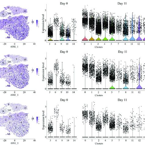 Feature Plots And Violin Plots For Genes In JAK STAT Pathway For Each