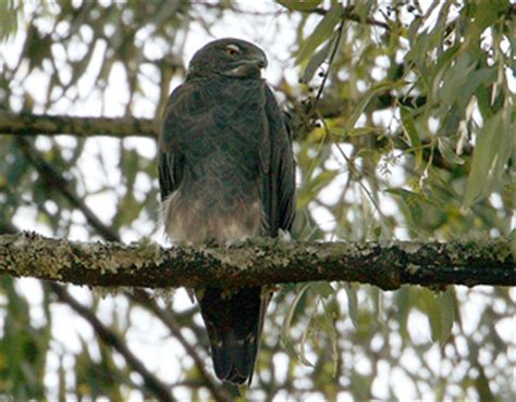 John Kormendy: South Africa Birds