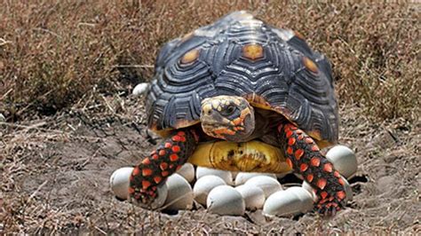 Red Footed Tortoise Laying Eggs And Cute Babies Tortoise Hatching Youtube