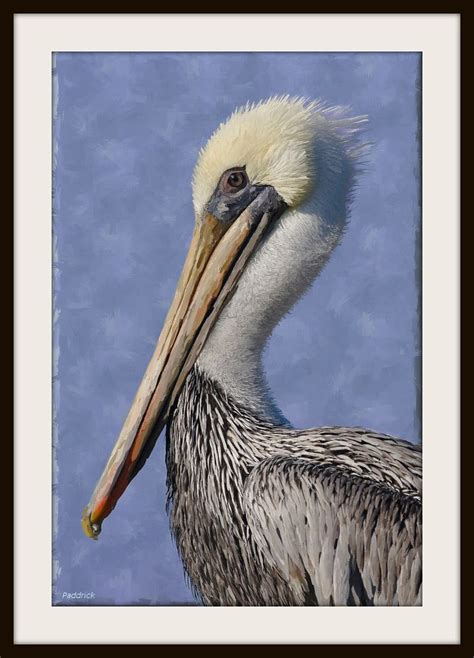 Brown Pelican Painting Interpretation Of Handsome Brown Pe Flickr