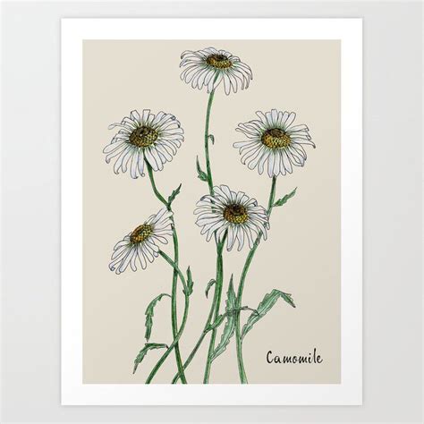 Botanical Illustration Of Chamomile Art Print By Olga Shashok X Small