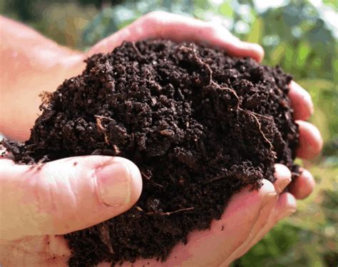 How To Incorporate Chicken Manure Fertilizer Compost Fact Full Form