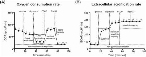 Intestinal Macrophages Balance Inflammatory Expression Profiles Via Vitamin A And Dectin 1