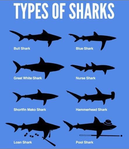 Universal Shark Id Chart