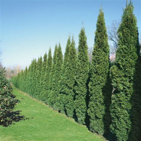 Conifer Smaragd