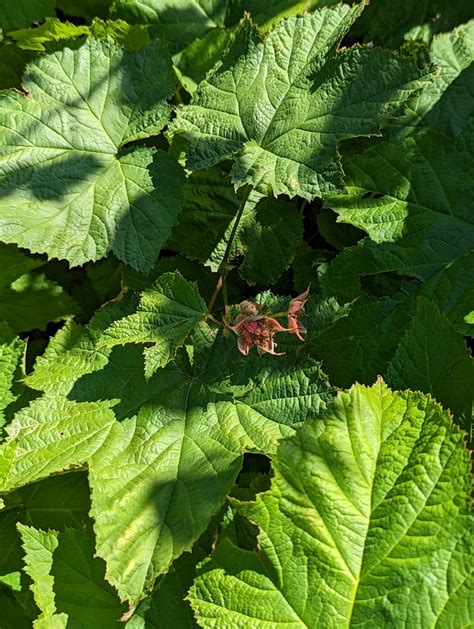 Thimbleberry From Snoqualmie Pass WA USA On July 30 2023 At 01 02 PM