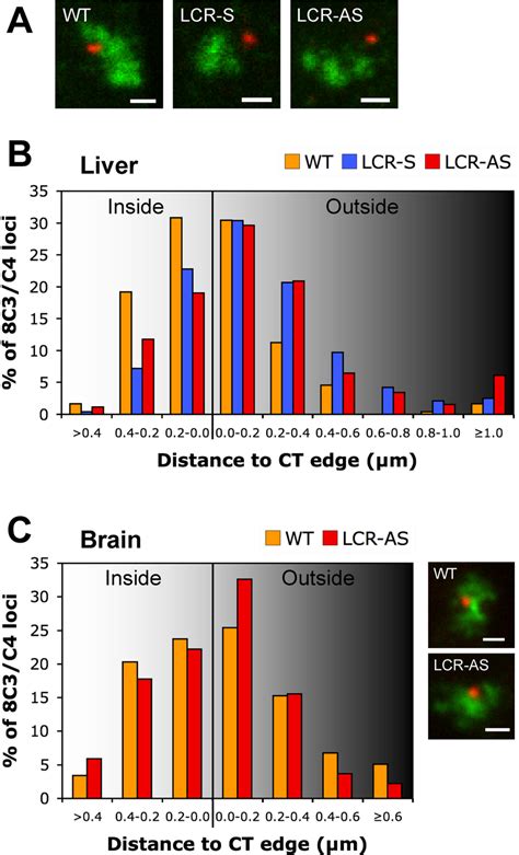 Effect Of Lcr Insertion On The Positioning Of 8c3c4 In Relation To Its