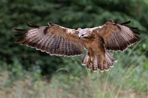 Common Buzzard Flying in the Forest Stock Image - Image of wing, wild ...