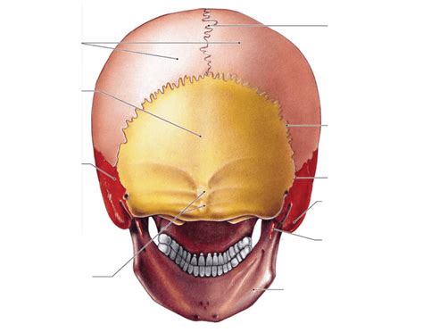 Posterior CRANIAL Diagram Quizlet