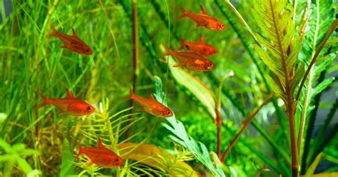 Ember Tetra: The Ultimate Care Guide | FishTopics.com