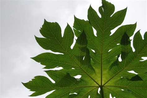 The Benefits of Papaya Leaf Tea | Morning Sign Out