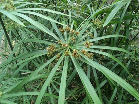 Cyperus Alternifolius Subsp Flabelliformis Kük Plants Of The World