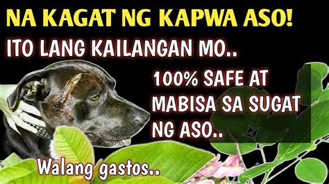 PINAKAMABISANG GAMOT SA SUGAT NG ASO NA KAGAT NG KAPWA ASO O NA HIWA