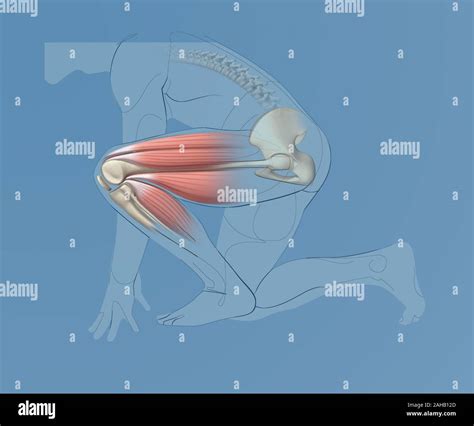 Knee joint muscles hi-res stock photography and images - Alamy