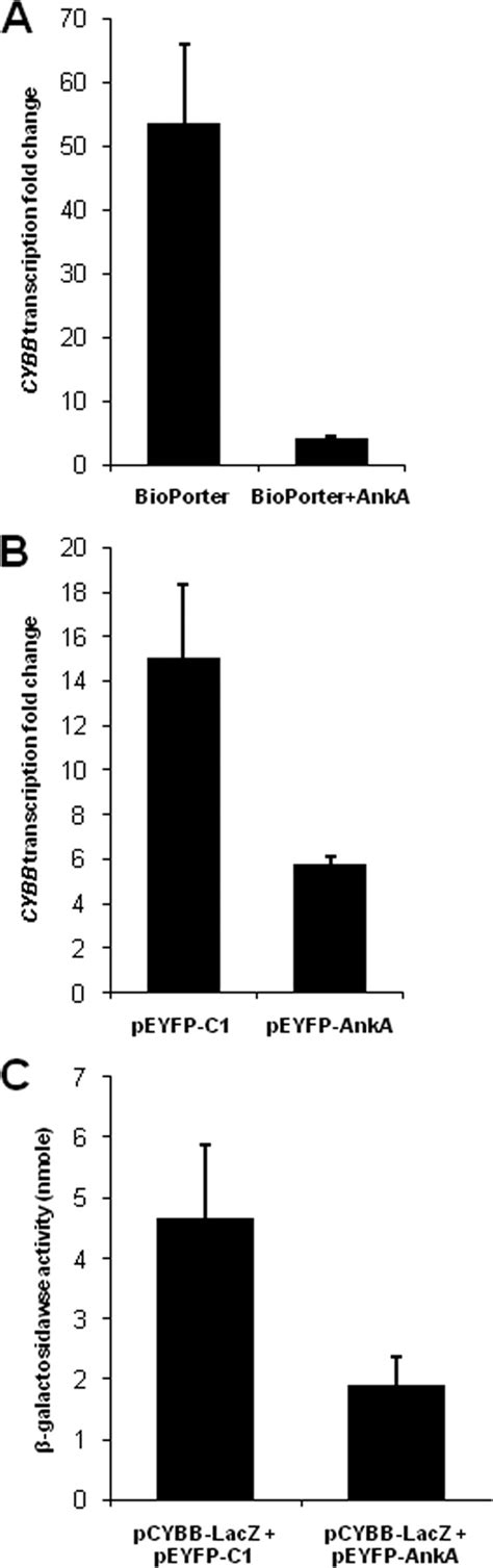 Silencing Of Host Cell CYBB Gene Expression By The Nuclear Effector