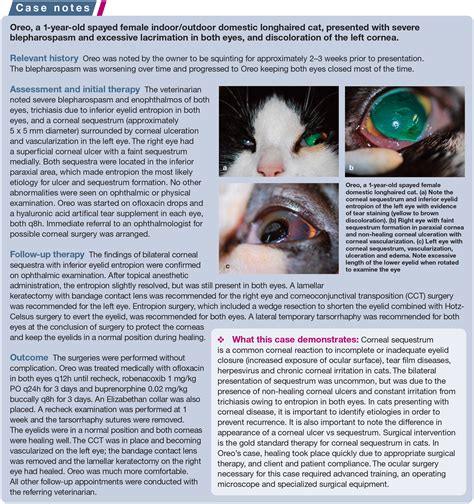 Corneal Surgery In The Cat Diseases Considerations And Techniques