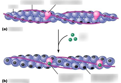 Actin And Myosin Protein Structure