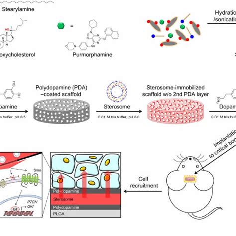 Bioactivity Of Smoothened Agonist Sterosomes In Bmscs A Alp Staining