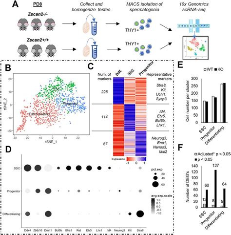 ScRNA Seq Analysis Of ZSCAN2 Deficient Pup Spermatogonia A Schematic