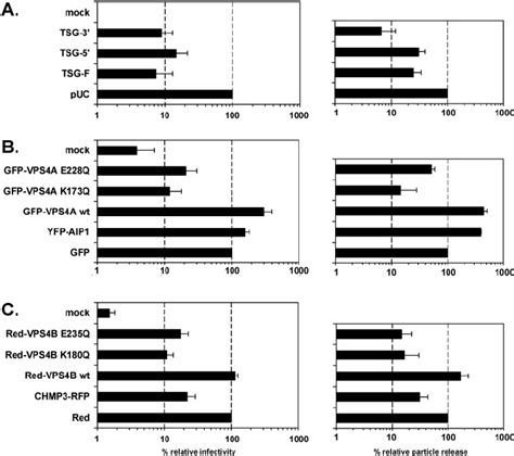 Inhibition Of Pfv Infectivity By Dominant Negative Mutants Of Cellular