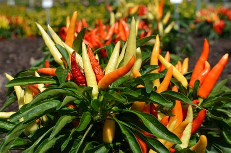 Capsicum Annuum Peppa Pepperoni Ornamental Pepper Garden Center