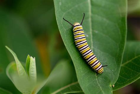 What Do Monarch Caterpillars Eat Diet And Facts