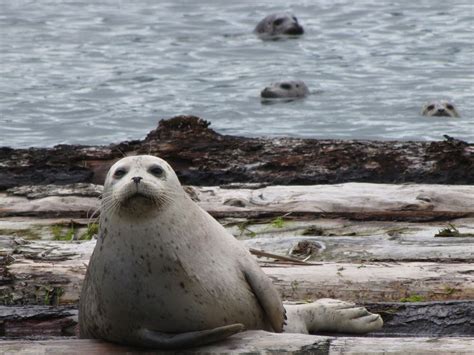 Exploding Salish Sea Seal Population Sparks Call For A Cull Vancouver Sun